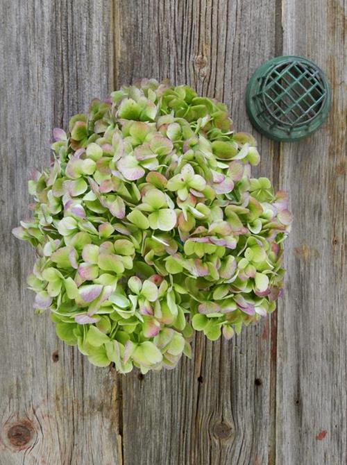 Antique  Green Hydrangeas